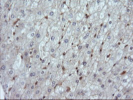 LZIC Antibody - IHC of paraffin-embedded Human liver tissue using anti-LZIC mouse monoclonal antibody.
