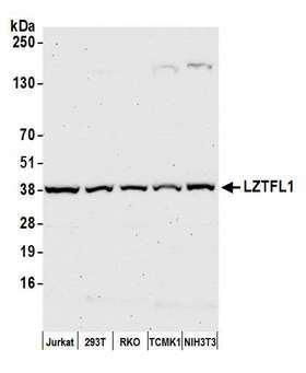 LZTFL1 Antibody - Detection of human and mouse LZTFL1 by western blot. Samples: Whole cell lysate (50 µg) from Jurkat, HEK293T, RKO, mouse TCMK-1, and mouse NIH 3T3 cells prepared using NETN lysis buffer. Antibody: Affinity purified rabbit anti-LZTFL1 antibody used for WB at 1:1000. Detection: Chemiluminescence with an exposure time of 75 seconds.