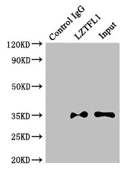 LZTFL1 Antibody - Immunoprecipitating LZTFL1 in HepG2 whole cell lysate;Lane 1: Rabbit monoclonal IgG(1ug)instead of LZTFL1 Antibody in HepG2 whole cell lysate.For western blotting, a HRP-conjugated light chain specific antibody was used as the Secondary antibody (1/50000);Lane 2: LZTFL1 Antibody(4ug)+ HepG2 whole cell lysate(500ug);Lane 3: HepG2 whole cell lysate (20ug);