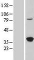 LZTFL1 Protein - Western validation with an anti-DDK antibody * L: Control HEK293 lysate R: Over-expression lysate