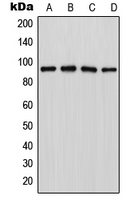 LZTR1 Antibody - Western blot analysis of LZTR1 expression in Jurkat (A); MCF7 (B); NIH3T3 (C); PC12 (D) whole cell lysates.