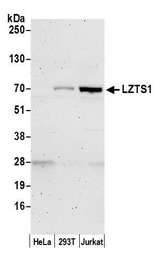 LZTS1 Antibody - Detection of human LZTS1 by western blot. Samples: Whole cell lysate (50 µg) from HeLa, HEK293T, and Jurkat cells prepared using NETN lysis buffer. Antibody: Affinity purified rabbit anti-LZTS1 antibody used for WB at 0.1 µg/ml. Detection: Chemiluminescence with an exposure time of 3 minutes.