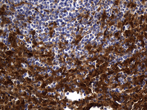 M-PST / STM Antibody - Immunohistochemical staining of paraffin-embedded Human spleen tissue within the normal limits using anti-SULT1A3 mouse monoclonal antibody. (Heat-induced epitope retrieval by 1mM EDTA in 10mM Tris buffer. (pH8.5) at 120°C for 3 min. (1:500)