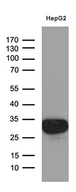 M-PST / STM Antibody - Western blot analysis of extracts. (35ug) from HepG2 cell line by using anti-SULT1A3 monoclonal antibody. (1:500)
