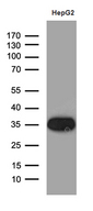M-PST / STM Antibody - Western blot analysis of extracts. (35ug) from Hepg2 cell line by using anti-SULT1A3 monoclonal antibody. (1:500)