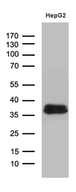 M-PST / STM Antibody - Western blot analysis of extracts. (35ug) from HepG2 cell line by using anti-SULT1A3 monoclonal antibody. (1:500)
