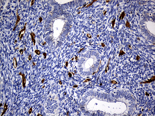 M-PST / STM Antibody - Immunohistochemical staining of paraffin-embedded Human endometrium tissue within the normal limits using anti-SULT1A3 mouse monoclonal antibody. (Heat-induced epitope retrieval by 1mM EDTA in 10mM Tris buffer. (pH8.5) at 120°C for 3 min. (1:500)