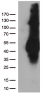 M6PR Antibody - HEK293T cells were transfected with the pCMV6-ENTRY control. (Left lane) or pCMV6-ENTRY M6PR. (Right lane) cDNA for 48 hrs and lysed. Equivalent amounts of cell lysates. (5 ug per lane) were separated by SDS-PAGE and immunoblotted with anti-M6PR. (1:500)