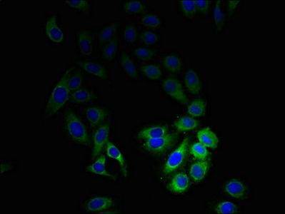 M6PR Antibody - Immunofluorescent analysis of HepG2 cells using M6PR Antibody at dilution of 1:100 and Alexa Fluor 488-congugated AffiniPure Goat Anti-Rabbit IgG(H+L)