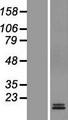 M6PR Protein - Western validation with an anti-DDK antibody * L: Control HEK293 lysate R: Over-expression lysate