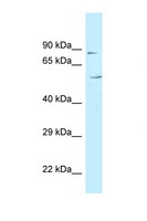 MAATS1 Antibody - C3orf15 antibody Western blot of Fetal Heart lysate. Antibody concentration 1 ug/ml.  This image was taken for the unconjugated form of this product. Other forms have not been tested.