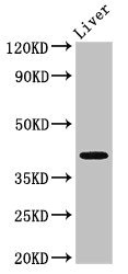 MAB21L2 Antibody - Positive Western Blot detected in Mouse liver tissue. All lanes: MAB21L2 antibody at 3 µg/ml Secondary Goat polyclonal to rabbit IgG at 1/50000 dilution. Predicted band size: 41 KDa. Observed band size: 41 KDa