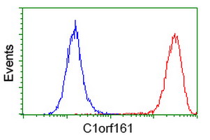 MAB21L3 / C1orf161 Antibody - Flow cytometry of HeLa cells, using anti-C1orf161 antibody (Red), compared to a nonspecific negative control antibody (Blue).