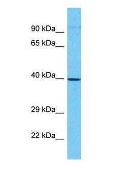 MAB21L3 / C1orf161 Antibody - Western blot of MAB21L3 Antibody with human HepG2 Whole Cell lysate.  This image was taken for the unconjugated form of this product. Other forms have not been tested.