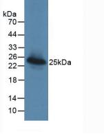 MAC-2-BP / LGALS3BP Antibody - Western Blot; Sample: Recombinant LGALS3BP, Human.