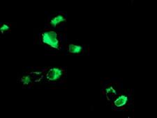 MAC-2-BP / LGALS3BP Antibody - Anti-LGALS3BP mouse monoclonal antibody immunofluorescent staining of COS7 cells transiently transfected by pCMV6-ENTRY LGALS3BP.