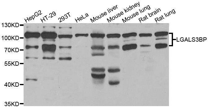 MAC-2-BP / LGALS3BP Antibody - Western blot analysis of extracts of various cell lines.
