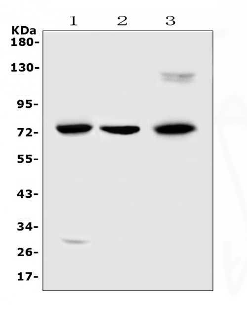 MAC-2-BP / LGALS3BP Antibody - Western blot analysis of LGALS3BP using anti-LGALS3BP antibody. Electrophoresis was performed on a 5-20% SDS-PAGE gel at 70V (Stacking gel) / 90V (Resolving gel) for 2-3 hours. The sample well of each lane was loaded with 50ug of sample under reducing conditions. Lane 1: human Hela whole cell lysates,Lane 2: human COLO-320 whole cell lysates,Lane 3: mouse HEPA1-6 whole cell lysates. After Electrophoresis, proteins were transferred to a Nitrocellulose membrane at 150mA for 50-90 minutes. Blocked the membrane with 5% Non-fat Milk/ TBS for 1.5 hour at RT. The membrane was incubated with rabbit anti-LGALS3BP antigen affinity purified polyclonal antibody at 0.5 µg/mL overnight at 4°C, then washed with TBS-0.1% Tween 3 times with 5 minutes each and probed with a goat anti-rabbit IgG-HRP secondary antibody at a dilution of 1:10000 for 1.5 hour at RT. The signal is developed using an Enhanced Chemiluminescent detection (ECL) kit with Tanon 5200 system. A specific band was detected for LGALS3BP at approximately 75KD. The expected band size for LGALS3BP is at 65KD.