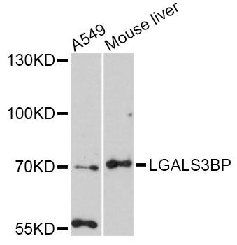 MAC-2-BP / LGALS3BP Antibody - Western blot analysis of extracts of various cell lines, using LGALS3BP antibody at 1:3000 dilution. The secondary antibody used was an HRP Goat Anti-Rabbit IgG (H+L) at 1:10000 dilution. Lysates were loaded 25ug per lane and 3% nonfat dry milk in TBST was used for blocking. An ECL Kit was used for detection and the exposure time was 90s.