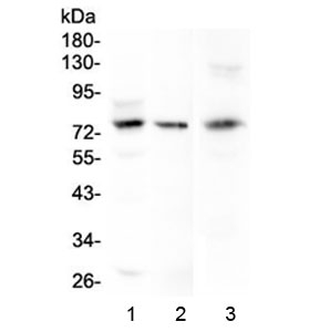 MAC-2-BP / LGALS3BP Antibody - Western blot testing of human 1) HeLa, 2) COLO-320 and 3) mouse HEPA1-6 cell lysate with LGALS3BP antibody at 0.5ug/ml. Expected molecular weight: 65-90 kDa depending on glycosylation level.