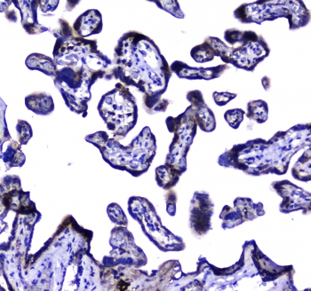MAC-2-BP / LGALS3BP Antibody - IHC testing of FFPE human placental tissue with LGALS3BP antibody at 1ug/ml. Required HIER: steam section in pH6 citrate buffer for 20 min and allow to cool prior to staining.