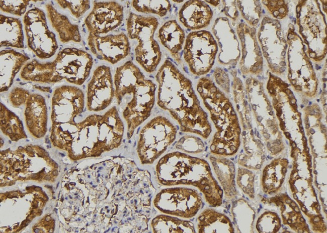 MAC-2-BP / LGALS3BP Antibody - 1:100 staining human kidney tissue by IHC-P. The sample was formaldehyde fixed and a heat mediated antigen retrieval step in citrate buffer was performed. The sample was then blocked and incubated with the antibody for 1.5 hours at 22°C. An HRP conjugated goat anti-rabbit antibody was used as the secondary.