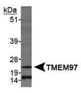 MAC30 / TMEM97 Antibody - TMEM97 Antibody - Western blot of TMEM97 in HeLa whole cell extracts.  This image was taken for the unconjugated form of this product. Other forms have not been tested.