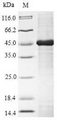 GLA / Alpha Galactosidase Protein - (Tris-Glycine gel) Discontinuous SDS-PAGE (reduced) with 5% enrichment gel and 15% separation gel.