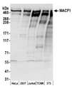 MACF1 Antibody - Detection of human and mouse MACF1 by western blot. Samples: Whole cell lysate (50 µg) from HeLa, HEK293T, Jurkat, mouse TCMK-1, and mouse NIH 3T3 cells prepared using NETN lysis buffer. Antibodies: Affinity purified rabbit anti-MACF1 antibody used for WB at 0.1 µg/ml. Detection: Chemiluminescence with an exposure time of 30 seconds.