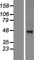 MACROD2 Protein - Western validation with an anti-DDK antibody * L: Control HEK293 lysate R: Over-expression lysate