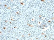 Macrophage Antibody - Formalin-fixed, paraffin-embedded human tonsil stained with Macrophage antibody (LN-5).  This image was taken for the unmodified form of this product. Other forms have not been tested.