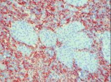 Macrophage Antibody - IHC of Macrophages antibody. Frozen section of pig spleen.