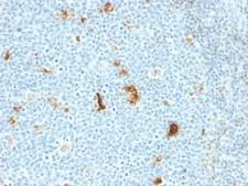 Macrophage Antibody - Formalin-fixed, paraffin-embedded human tonsil stained with anti-Macrophage antibody (SPM281).  This image was taken for the unmodified form of this product. Other forms have not been tested.