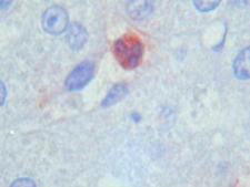 Macrophages, Neutrophils Antibody - Clone PM1 swine liver, paraffin section