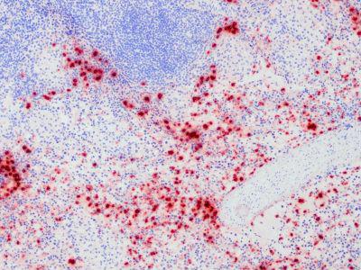 Macrophages, Neutrophils Antibody - Clone PM1 Biotin swine spleen, frozen section