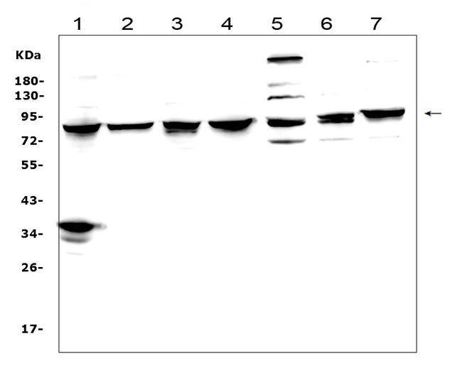 MAD1L1 / MAD1 Antibody - Western blot analysis of MAD1 using anti-MAD1 antibody. Electrophoresis was performed on a 5-20% SDS-PAGE gel at 70V (Stacking gel) / 90V (Resolving gel) for 2-3 hours. The sample well of each lane was loaded with 50ug of sample under reducing conditions. Lane 1: human Hela whole cell lysates, Lane 2: human Raji whole cell lysates, Lane 3: human Jurkat whole cell lysates, Lane 4: human HepG2 whole cell lysates. Lane 5: human HL-60 whole cell lysates. Lane 6: human THP-1 whole cell lysates. Lane 7: human Caco-2 whole cell lysates. After Electrophoresis, proteins were transferred to a Nitrocellulose membrane at 150mA for 50-90 minutes. Blocked the membrane with 5% Non-fat Milk/ TBS for 1.5 hour at RT. The membrane was incubated with rabbit anti-MAD1 antigen affinity purified polyclonal antibody at 0.5 µg/mL overnight at 4°C, then washed with TBS-0.1% Tween 3 times with 5 minutes each and probed with a goat anti-rabbit IgG-HRP secondary antibody at a dilution of 1:10000 for 1.5 hour at RT. The signal is developed using an Enhanced Chemiluminescent detection (ECL) kit with Tanon 5200 system. A specific band was detected for MAD1 at approximately 83KD. The expected band size for MAD1 is at 83KD.
