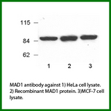 MAD1L1 / MAD1 Antibody