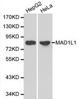 MAD1L1 / MAD1 Antibody - Western blot of MAD1L1 pAb in extracts from HepG2 and Hela cells.
