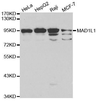 MAD1L1 / MAD1 Antibody - Western blot analysis of extracts of various cell lines.