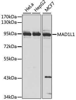 MAD1L1 / MAD1 Antibody - Western blot analysis of extracts of various cell lines, using MAD1L1 antibody at 1:1000 dilution. The secondary antibody used was an HRP Goat Anti-Rabbit IgG (H+L) at 1:10000 dilution. Lysates were loaded 25ug per lane and 3% nonfat dry milk in TBST was used for blocking. An ECL Kit was used for detection.