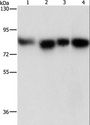 MAD1L1 / MAD1 Antibody - Western blot analysis of HeLa, 231, hepG2 and Raji cell, using MAD1L1 Polyclonal Antibody at dilution of 1:500.