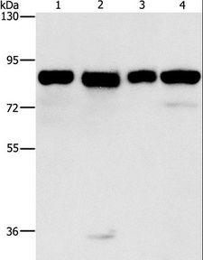 MAD1L1 / MAD1 Antibody - Western blot analysis of HeLa, 231, hepG2 and Raji cell, using MAD1L1 Polyclonal Antibody at dilution of 1:500.