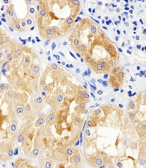 MAD2B / REV7 Antibody - Immunohistochemical of paraffin-embedded H. kidney section using MAD2L2 Antibody. Antibody was diluted at 1:25 dilution. A peroxidase-conjugated goat anti-rabbit IgG at 1:400 dilution was used as the secondary antibody, followed by DAB staining.