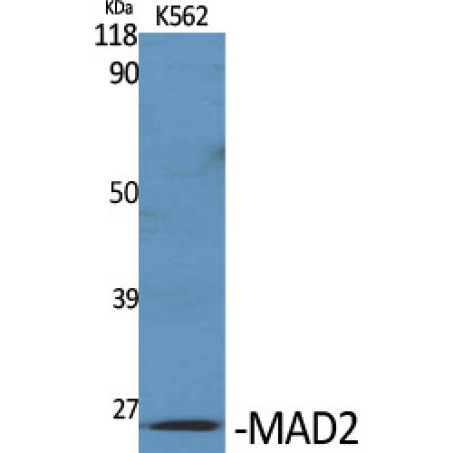 MAD2L1 / MAD2 Antibody - Western blot of MAD2 antibody
