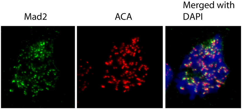 MAD2L1 / MAD2 Antibody - Immunofluorescence of human osteosarcoma cell line U2OS using MAD2L1 antibody at 1:1000 dilution.