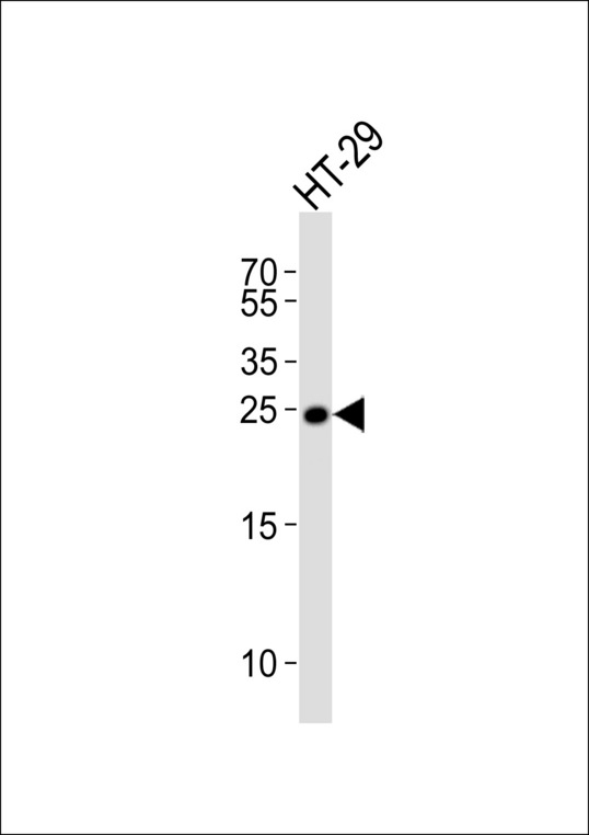 MAD2L1 / MAD2 Antibody - Western blot of lysate from HT-29 cell line with MAD2L1 Antibody. Antibody was diluted at 1:1000. A goat anti-rabbit IgG H&L (HRP) at 1:5000 dilution was used as the secondary antibody. Lysate at 35 ug.