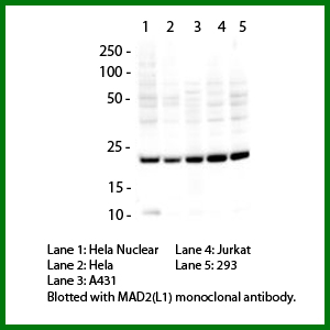 MAD2L1 / MAD2 Antibody