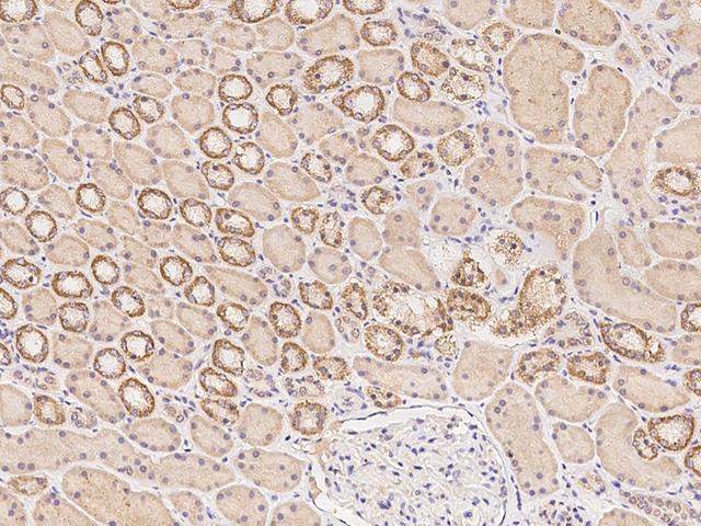 MAD2L1 / MAD2 Antibody - Immunochemical staining of human MAD2L1 in human kidney with rabbit polyclonal antibody at 1:100 dilution, formalin-fixed paraffin embedded sections.