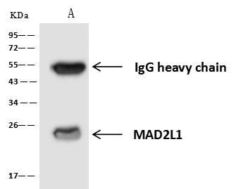 MAD2L1 / MAD2 Antibody - MAD2L1 was immunoprecipitated using: Lane A: 0.5 mg Jurkat Whole Cell Lysate. 4 uL anti-MAD2L1 rabbit polyclonal antibody and 60 ug of Immunomagnetic beads Protein A/G. Primary antibody: Anti-MAD2L1 rabbit polyclonal antibody, at 1:100 dilution. Secondary antibody: Goat Anti-Rabbit IgG (H+L)/HRP at 1/10000 dilution. Developed using the ECL technique. Performed under reducing conditions. Predicted band size: 24 kDa. Observed band size: 24 kDa.