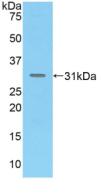 MAdCAM-1 Antibody - Western Blot; Sample: Recombinant MAdCAM1, Mouse.